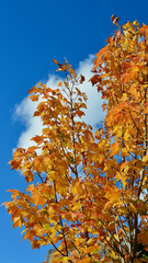 Beautiful autumn foliage featuring golden leaves.
