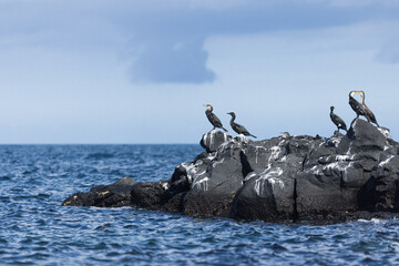 seagulls on the rocks