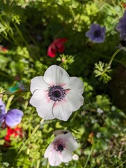 flowers in the garden