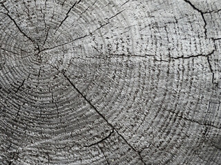 sawn trunk of an old larch, natural textural background, copy space