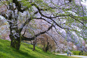 公園の斜面に植えられた桜の木