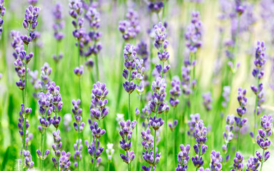 blue wildflowers in green grass. blossoming lavender in summer. - 780218510