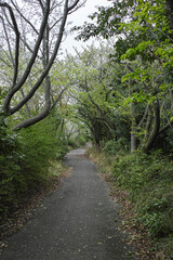 春　緑と桜の花に囲まれた森の小道　アウトドア・旅行