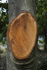 切断された木の幹の断面　木材・森林・切る - obrazy, fototapety, plakaty