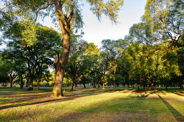 Arboles en bosques de Palermo