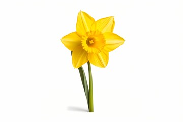 A single yellow daffodil isolated on a white background