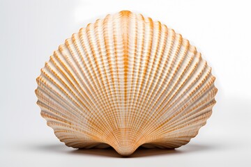 A single seashell with intricate patterns isolated on a white solid background