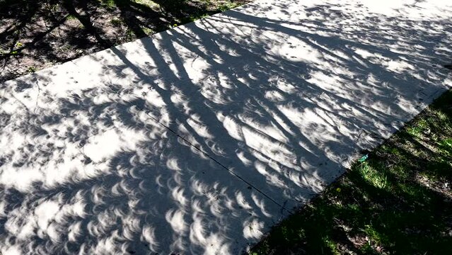 crescent shadows of sun show up on sidewalk through leaves of tree during partial solar eclipse with moon