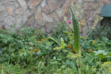 Okra, an herbaceous hairy annual plant of the mallow family and its edible pod like fruits.