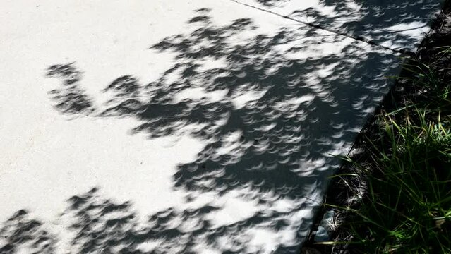 crescent shaped shadows of sun thrown on sidewalk through leaves during partial solar eclipse with moon