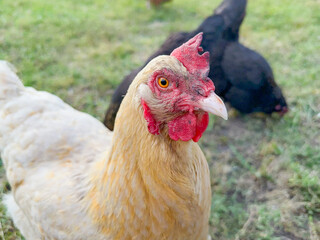 Close-up of a Buff Orpington Chicken Hen staring at camera outside