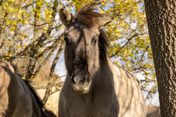 Semi wild horses (Tarpans) reintroduced in Bulgaria