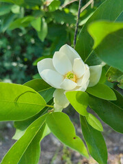 A Growing Sweetbay Magnolia Tree with a White Flower on it outside © Owen