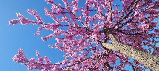 redbud pink flowers in blue sky of sunny day