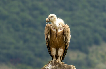 Griffon Vulture (Gyps fulvus) on feeding station
