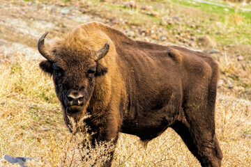 European Bison reintroduced on the Balkans