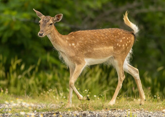 Naklejka na ściany i meble Female European fallow deer (Dama dama) walking