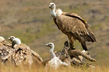 Griffon Vulture (Gyps fulvus) on feeding station