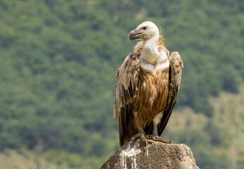 Griffon Vulture (Gyps fulvus) on feeding station
