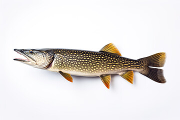 Image of a northern pike fish isolated on white background. Fresh fish. Underwater animals. Generative AI.