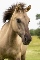 Obraz premium Semi wild horses (Tarpans) reintroduced in Bulgaria