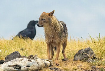 Golden Jackal in a natural habitat