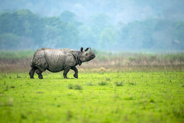 A male greater one-horned rhino walks in an alert manner with head raised in a meadow at Burapahar...