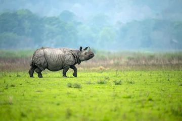 Gardinen Nashorn A male greater one-horned rhino walks in an alert manner with head raised in a meadow at Burapahar range of Kaziranga National Park, Assam, India  © Soumabrata Moulick