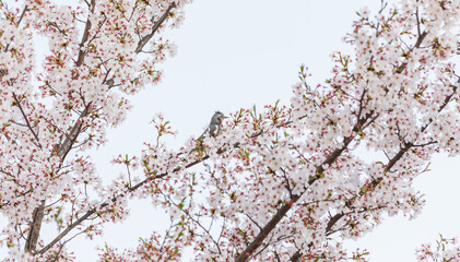 A brown-eared bulbul bird resting for a moment among the cherry blossoms in full bloom. Hypsipetes amaurotis, Japanese cherry, Sakura