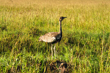 Adult female Macqueen's Bustard Clamydotis macquenii , also known as Asian Houbara Bustard. Side view of a ringed bird standing in tall dry grass