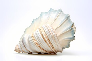 A lone seashell echoing the tales of distant shores, isolated on white solid background