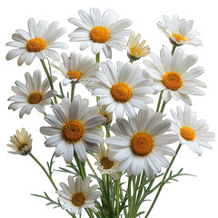 Fototapeta premium Oxeye Daisy flower isolated on white