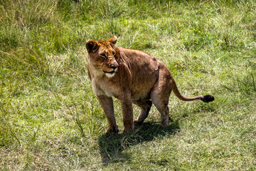 lioness walking on a green grass field