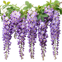 Wisteria flower plants isolated on white 