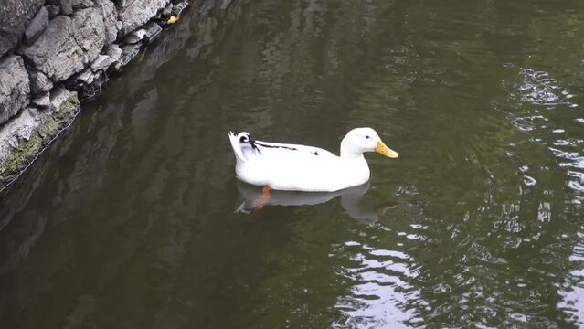 Duck swimming in a pond. Huế is a city in central Vietnam that was the seat of Nguyen Dynasty emperors and the national capital from 1802 to 1945