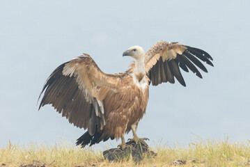 Griffon Vulture (Gyps fulvus) on feeding station