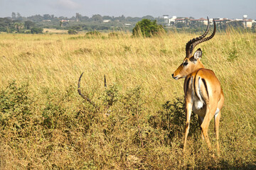 Watching wild animals on safari in Kenya or Tanzania. Impala in Massai Mara Kenya, East Africa.