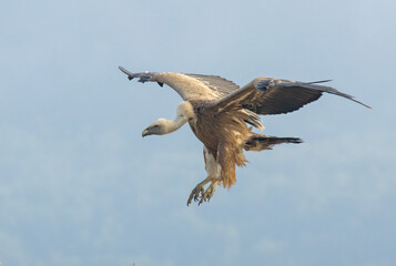 Griffon Vulture (Gyps fulvus) on feeding station