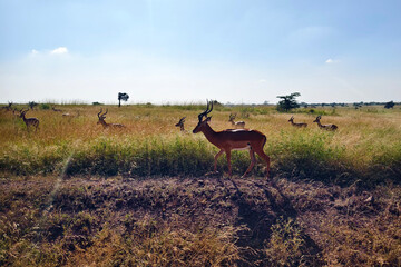 Watching wild animals on safari in Kenya or Tanzania. Impala in Massai Mara Kenya, East Africa.