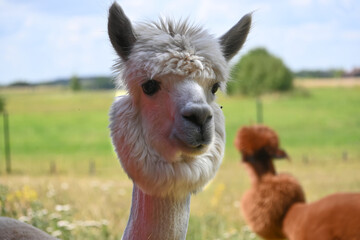 Obraz premium Alpaca with thick fluffy coat and pronounced hairstyle