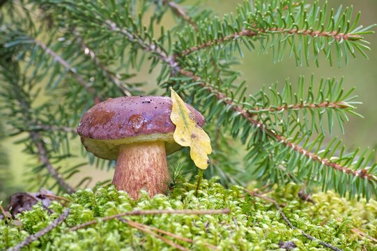 Pine bolete mushroom growing in moss