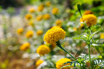 Marigolds, pale yellow, are blooming brightly in the garden.