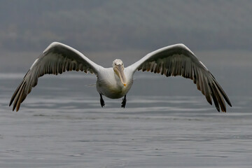 Dalmatian Pelican of Kerkini Lake