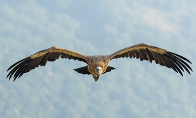 Obraz premium Griffon Vulture (Gyps fulvus) on feeding station