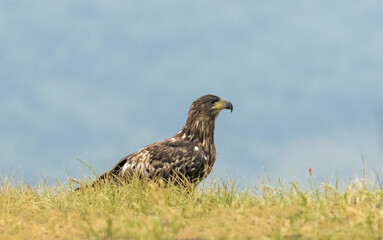 White-tailed Sea eagle sitting on feeding station
