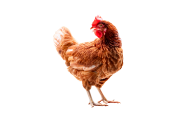 Chicken, Full body of brown chicken hen standing isolated transparent background, Laying hens farmers concept, PGN File