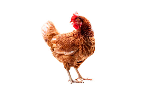 Chicken, Full body of brown chicken hen standing isolated transparent background, Laying hens farmers concept, PGN File