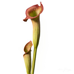 Sarracenia isolated on transparent background