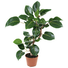 Ficus isolated on transparent background