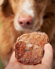 A close-up captures a pet intense focus on a treat held in a person's hand, highlighting its desire - 780239933